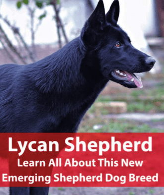 Lycan shepherd size