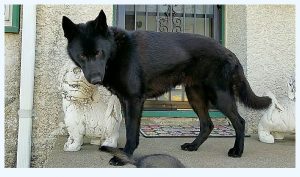 Lycan Shepherd - Lycan Shepherds Dog Breed