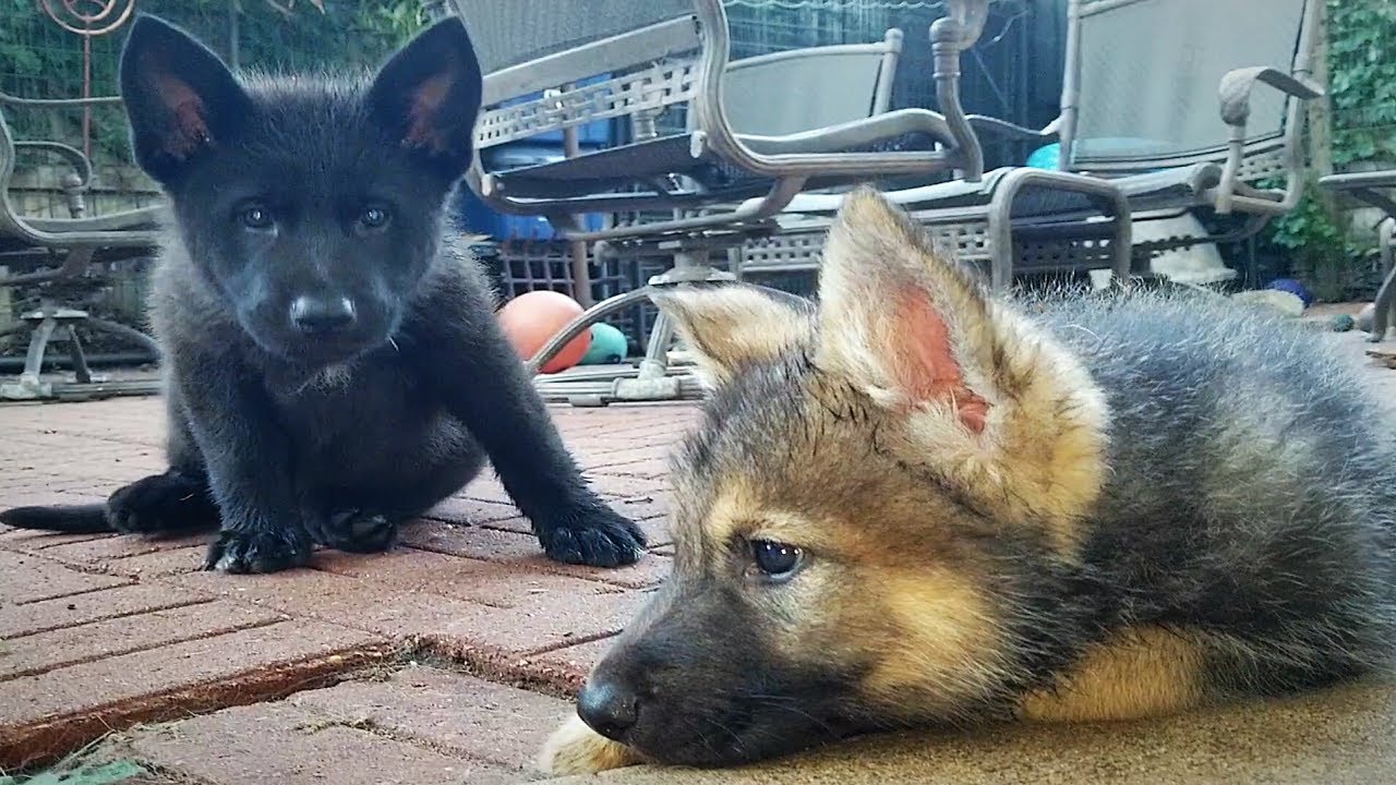 Lycan Shepherd puppies